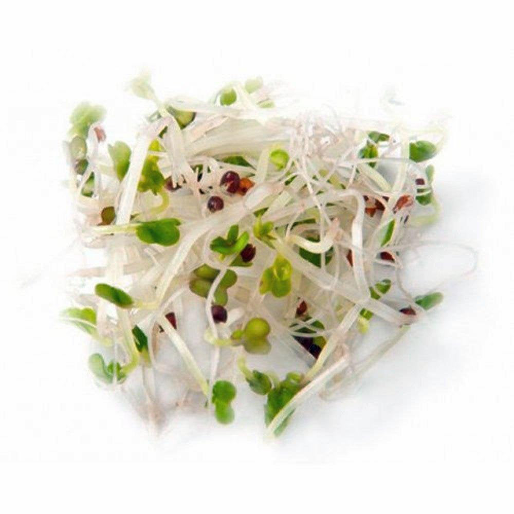 Organic, Non-GMO Broccoli Seeds For Sprouting Sprouts Microgreens Country Creek LLC. Brand.