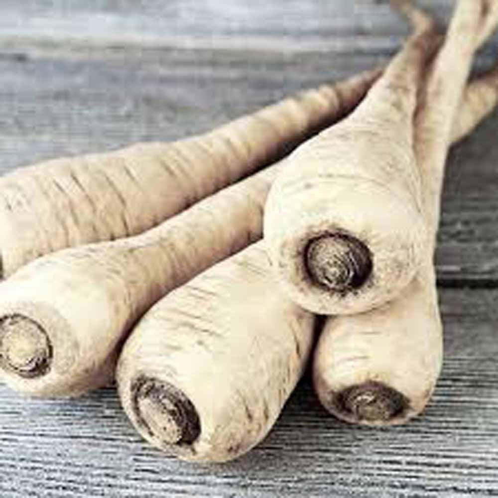 Parsnip, Hollow Crown Seeds, Organic, NON GMO Seeds ,Sweet white flesh has good flavor and keeps well over winter.