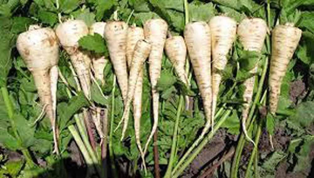 Parsnip, Hollow Crown Seeds, Organic, NON GMO Seeds ,Sweet white flesh has good flavor and keeps well over winter.
