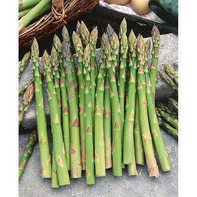 Asparagus Seed, Mary Washington, Heirloom, Seeds, Tasty Healthy Veggie…